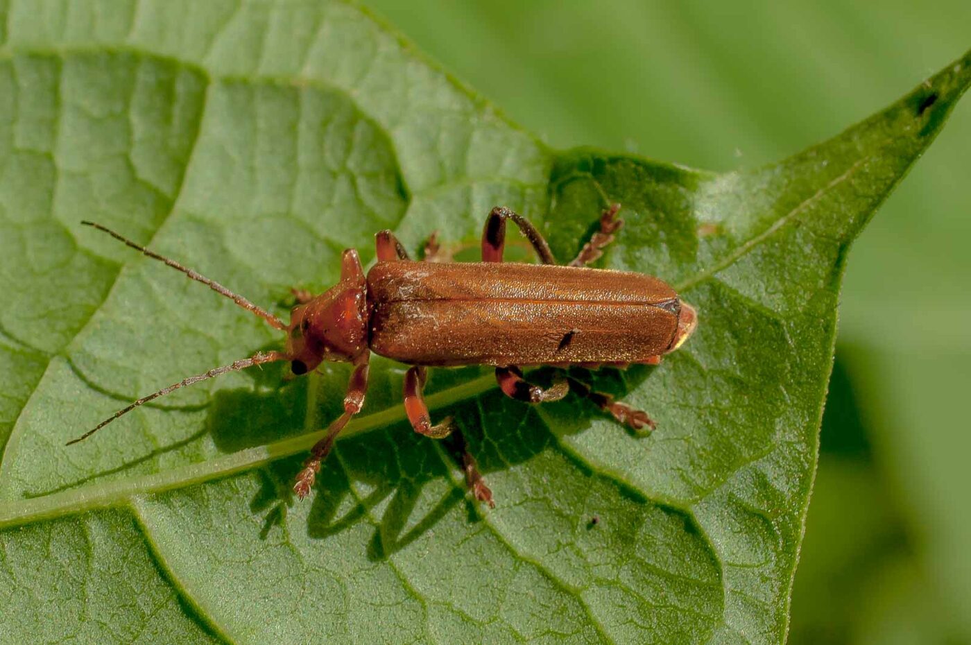 2017-06-05 - NSG Halde Pluto-Wilhelm HER-Wanne