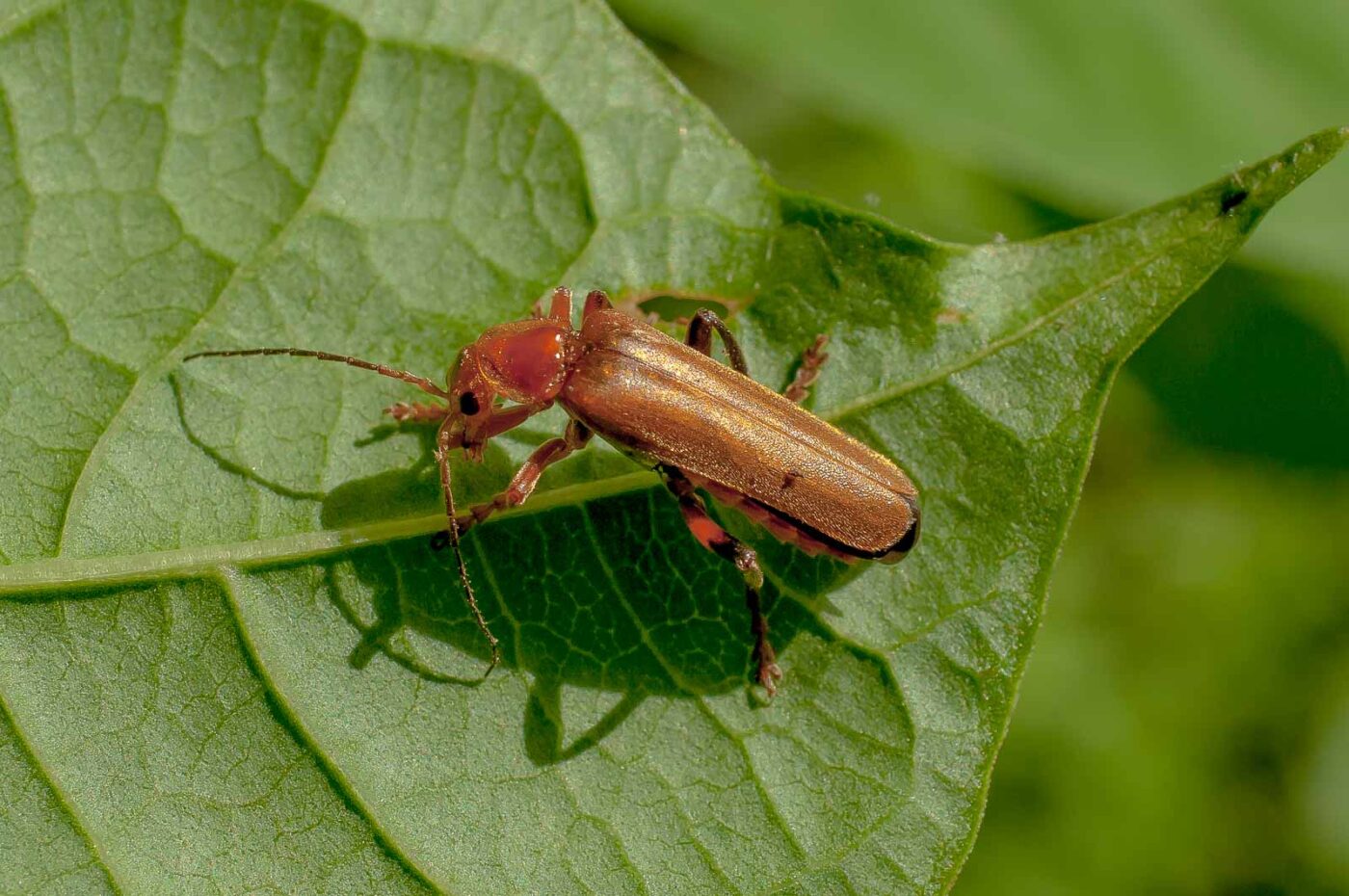 2017-06-05 - NSG Halde Pluto-Wilhelm HER-Wanne