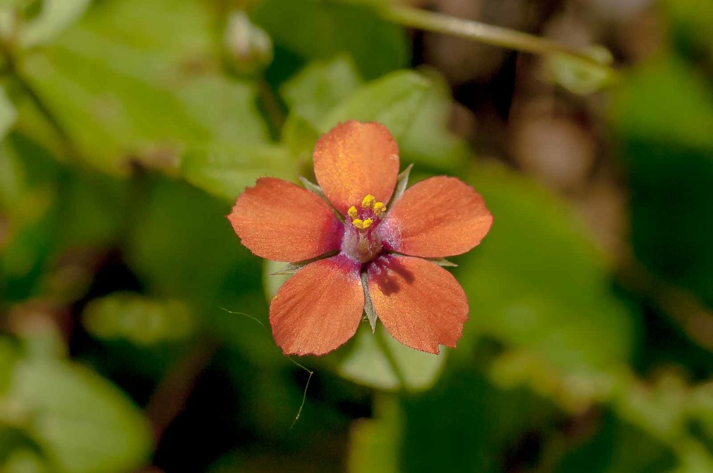 2017-06-05 - NSG Halde Pluto-Wilhelm HER-Wanne