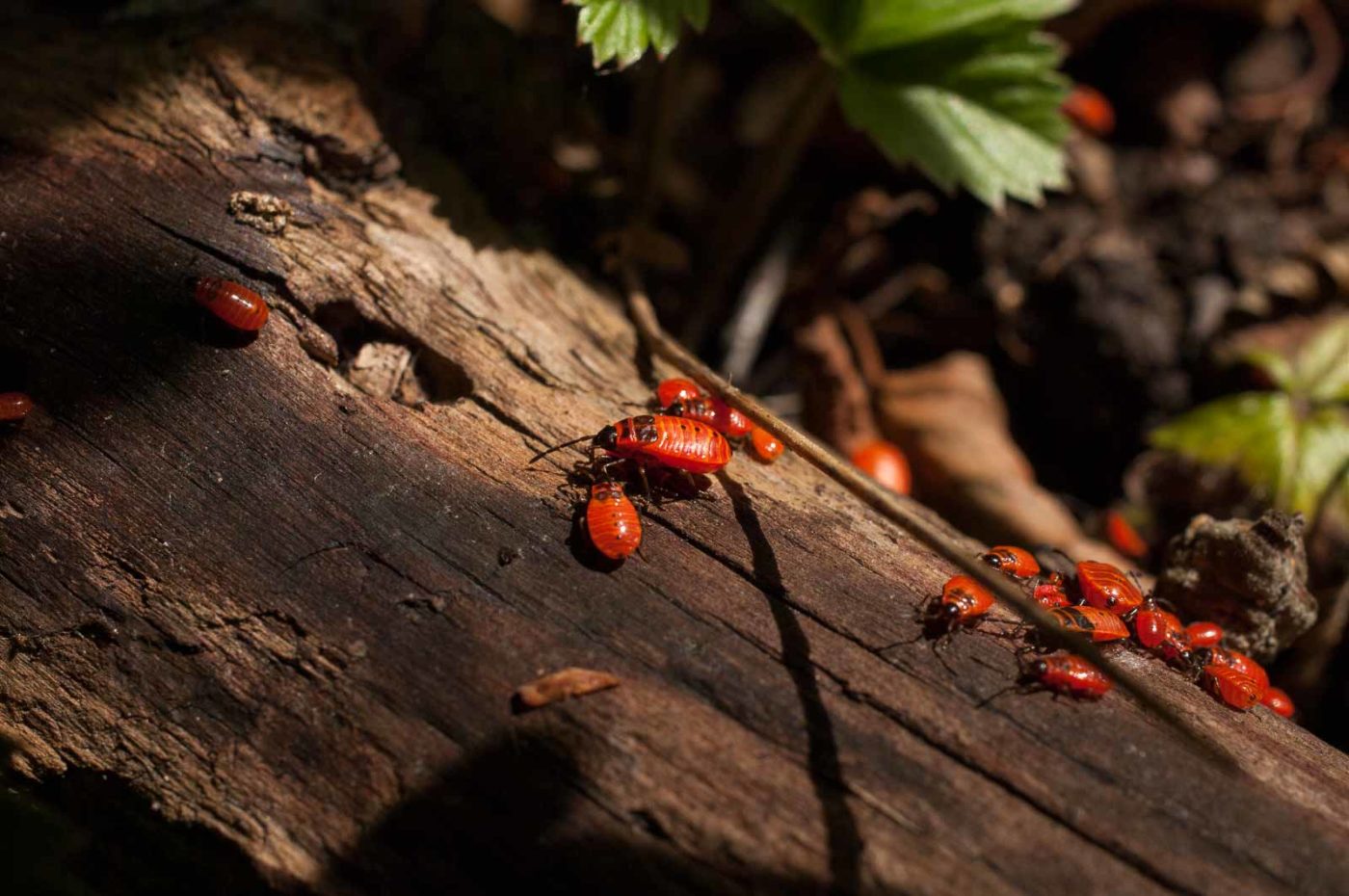 2017-06-05 - NSG Halde Pluto-Wilhelm HER-Wanne