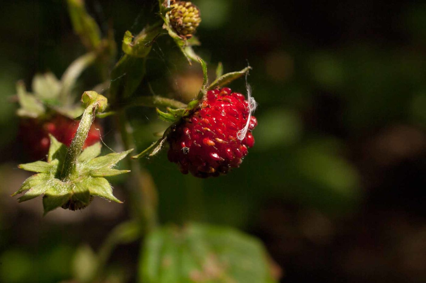 2017-06-05 - NSG Halde Pluto-Wilhelm HER-Wanne