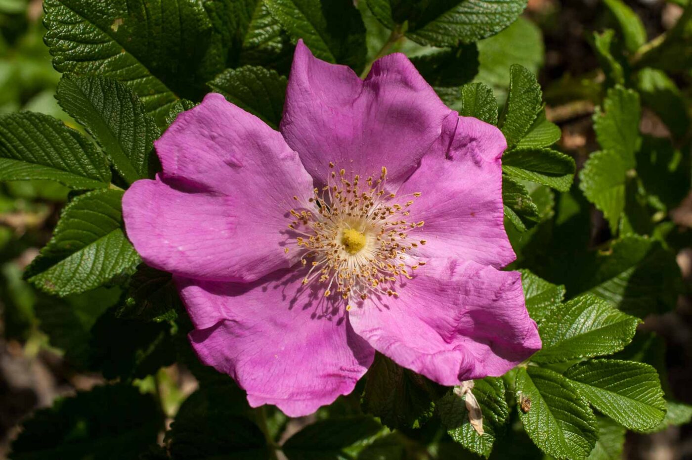 2017-06-05 - NSG Halde Pluto-Wilhelm HER-Wanne