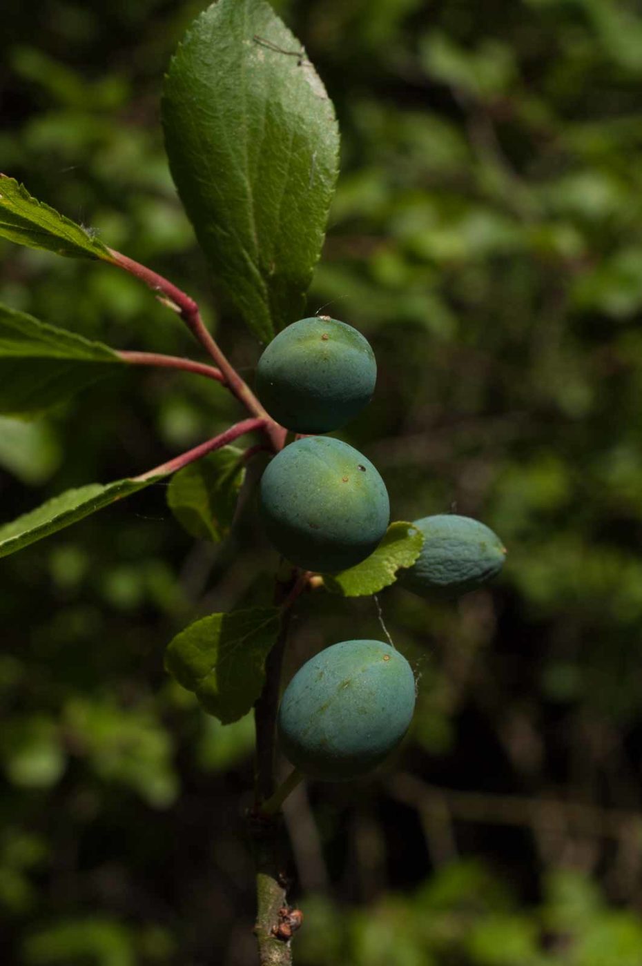 2017-06-05 - NSG Halde Pluto-Wilhelm HER-Wanne