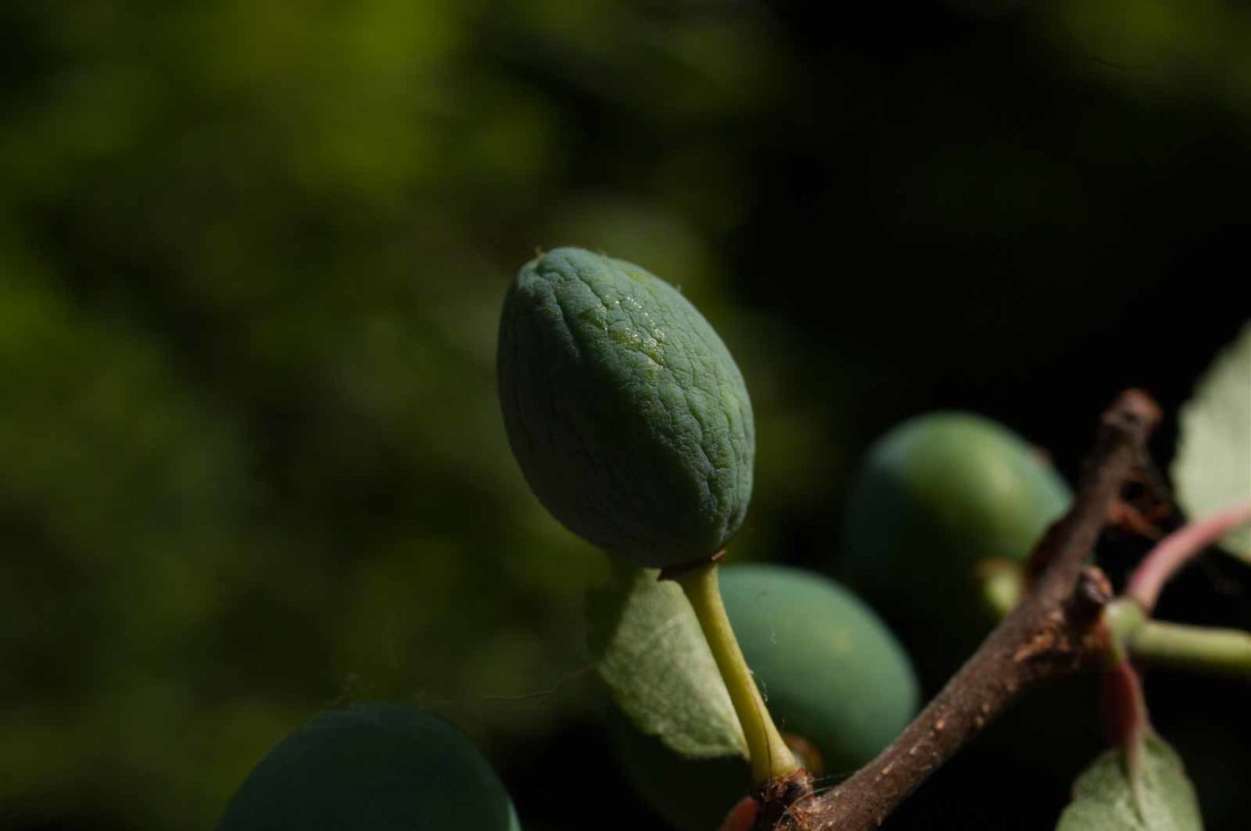 2017-06-05 - NSG Halde Pluto-Wilhelm HER-Wanne