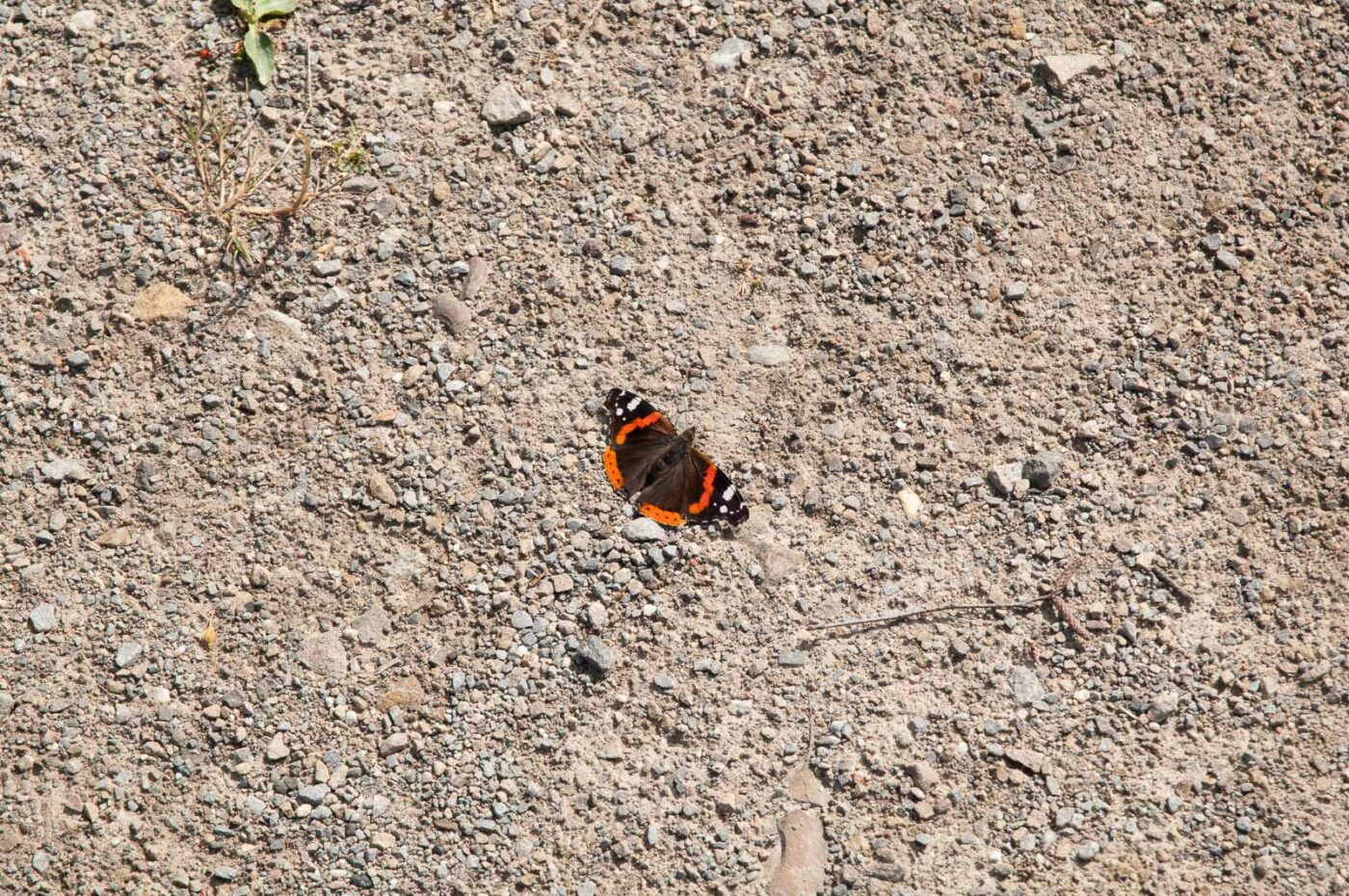 2017-06-05 - NSG Halde Pluto-Wilhelm HER-Wanne