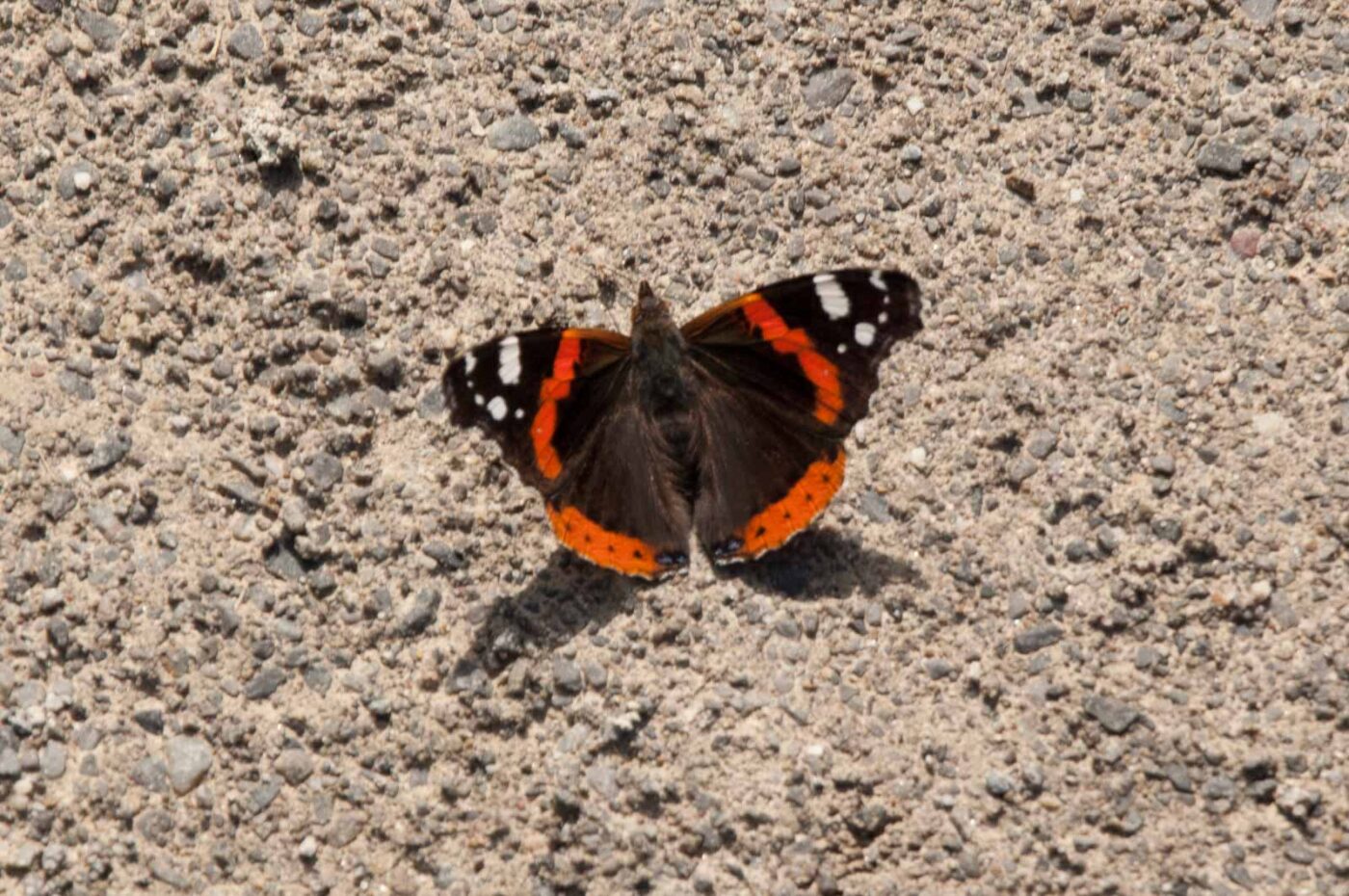 2017-06-05 - NSG Halde Pluto-Wilhelm HER-Wanne