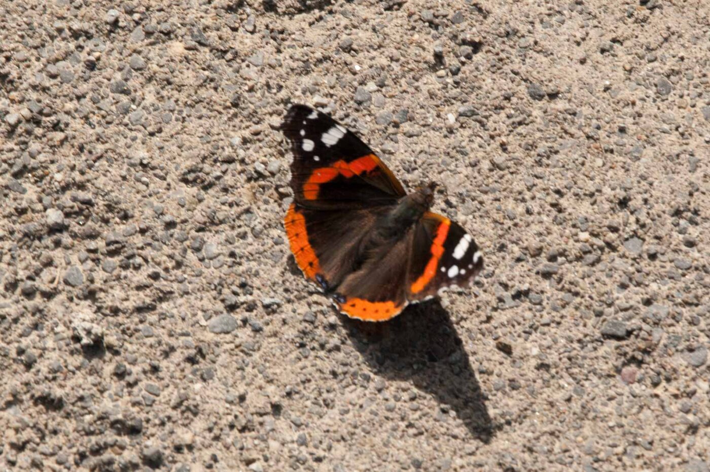 2017-06-05 - NSG Halde Pluto-Wilhelm HER-Wanne