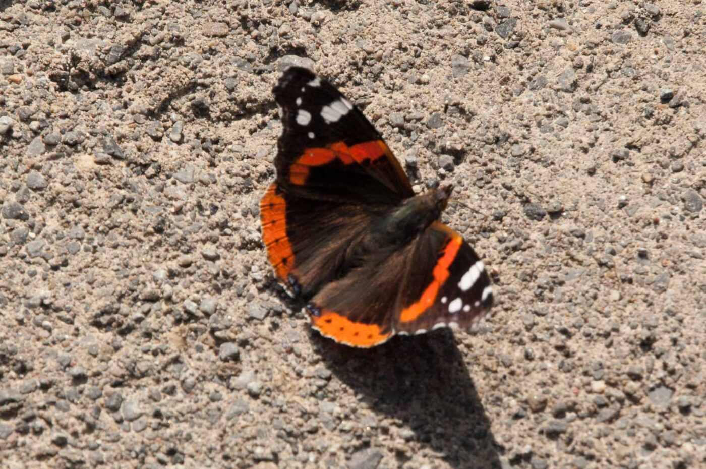 2017-06-05 - NSG Halde Pluto-Wilhelm HER-Wanne