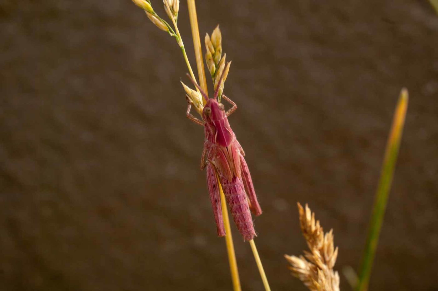 2017-06-05 - NSG Halde Pluto-Wilhelm HER-Wanne