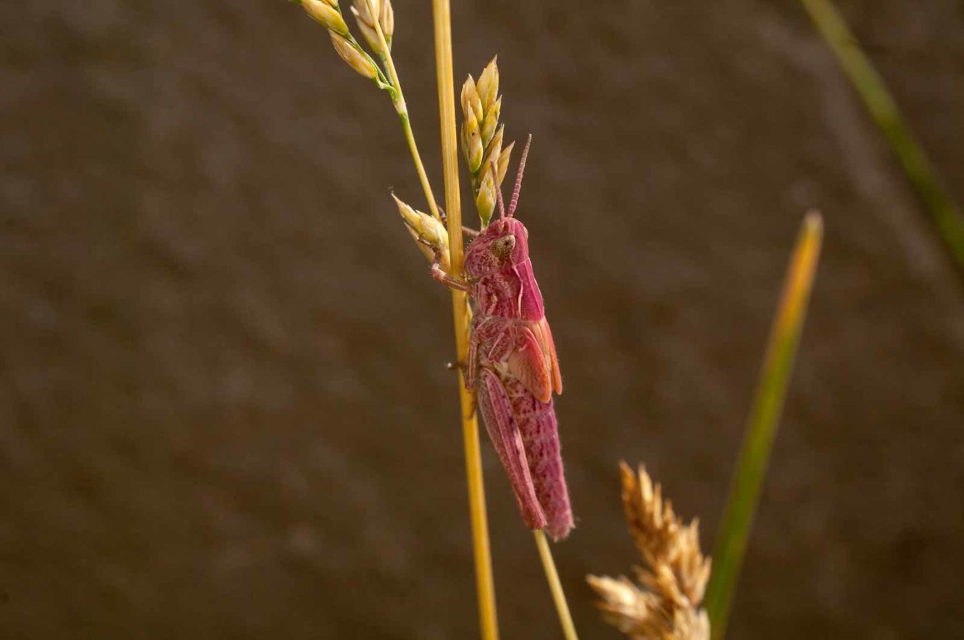 2017-06-05 - NSG Halde Pluto-Wilhelm HER-Wanne