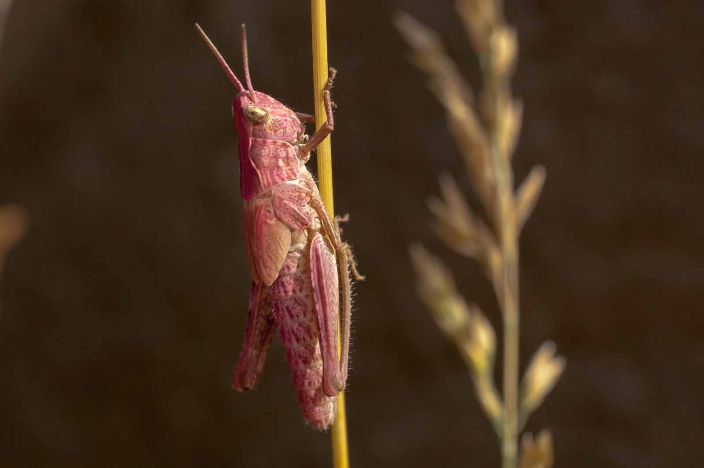 2017-06-05 - NSG Halde Pluto-Wilhelm HER-Wanne