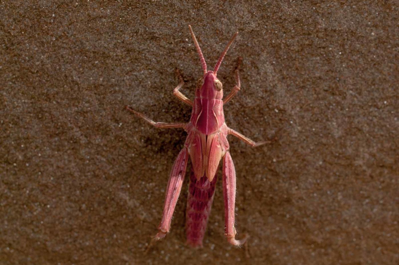 2017-06-05 - NSG Halde Pluto-Wilhelm HER-Wanne