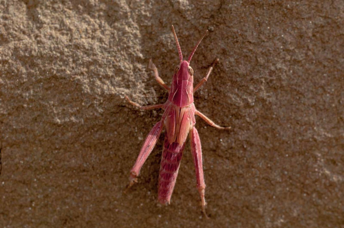 2017-06-05 - NSG Halde Pluto-Wilhelm HER-Wanne