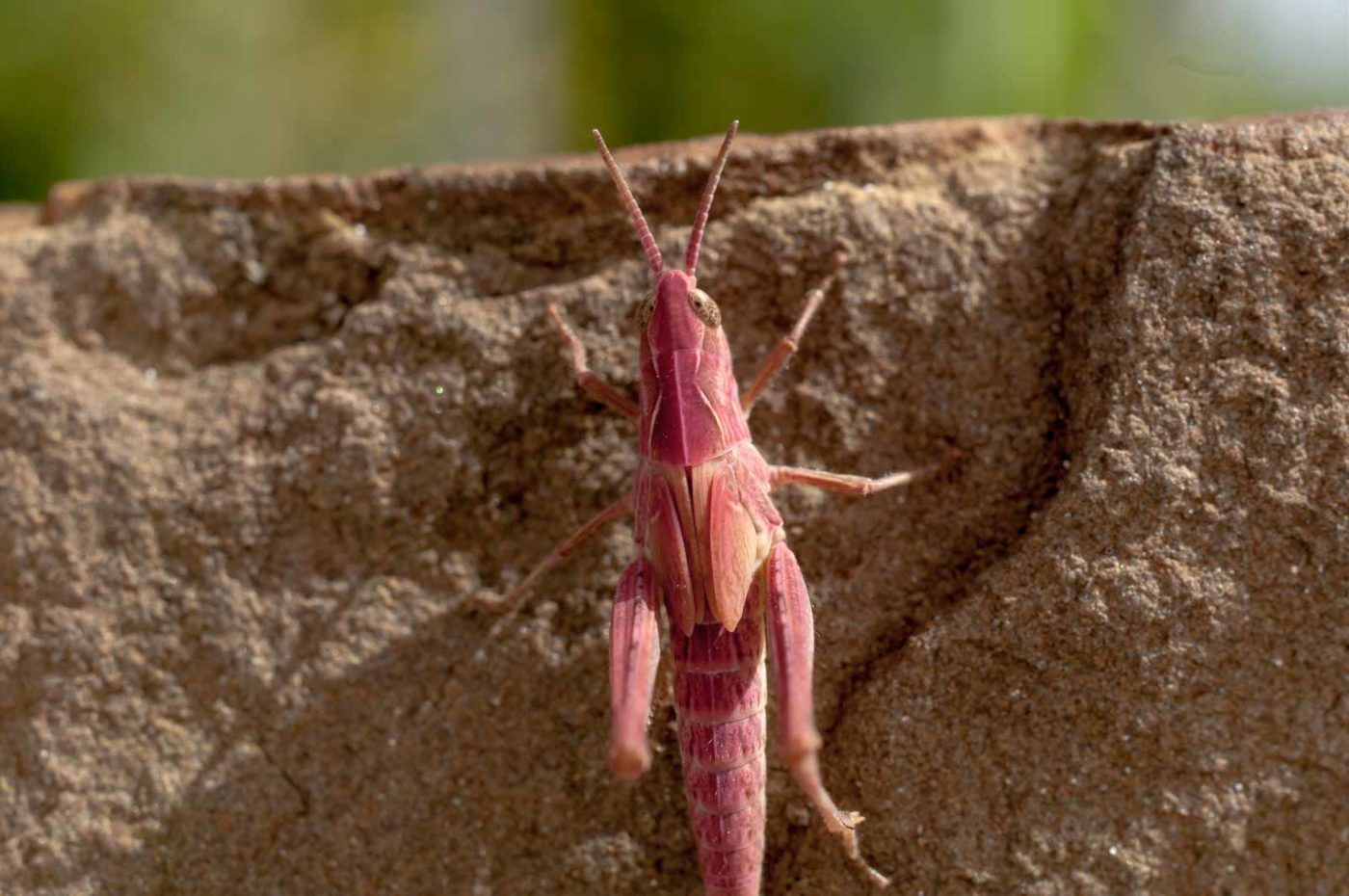 2017-06-05 - NSG Halde Pluto-Wilhelm HER-Wanne