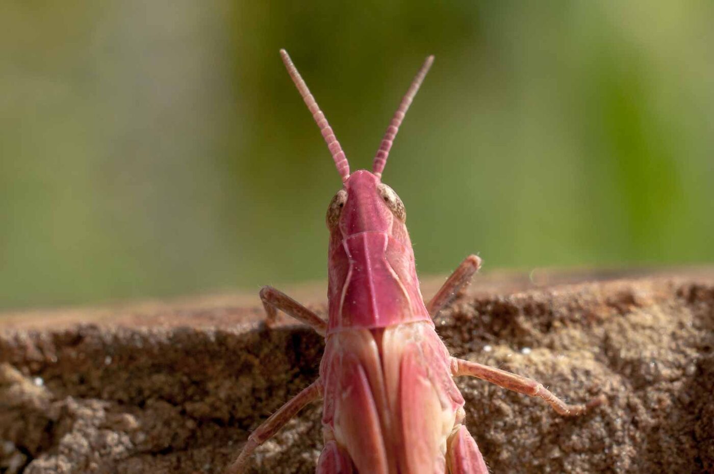 2017-06-05 - NSG Halde Pluto-Wilhelm HER-Wanne