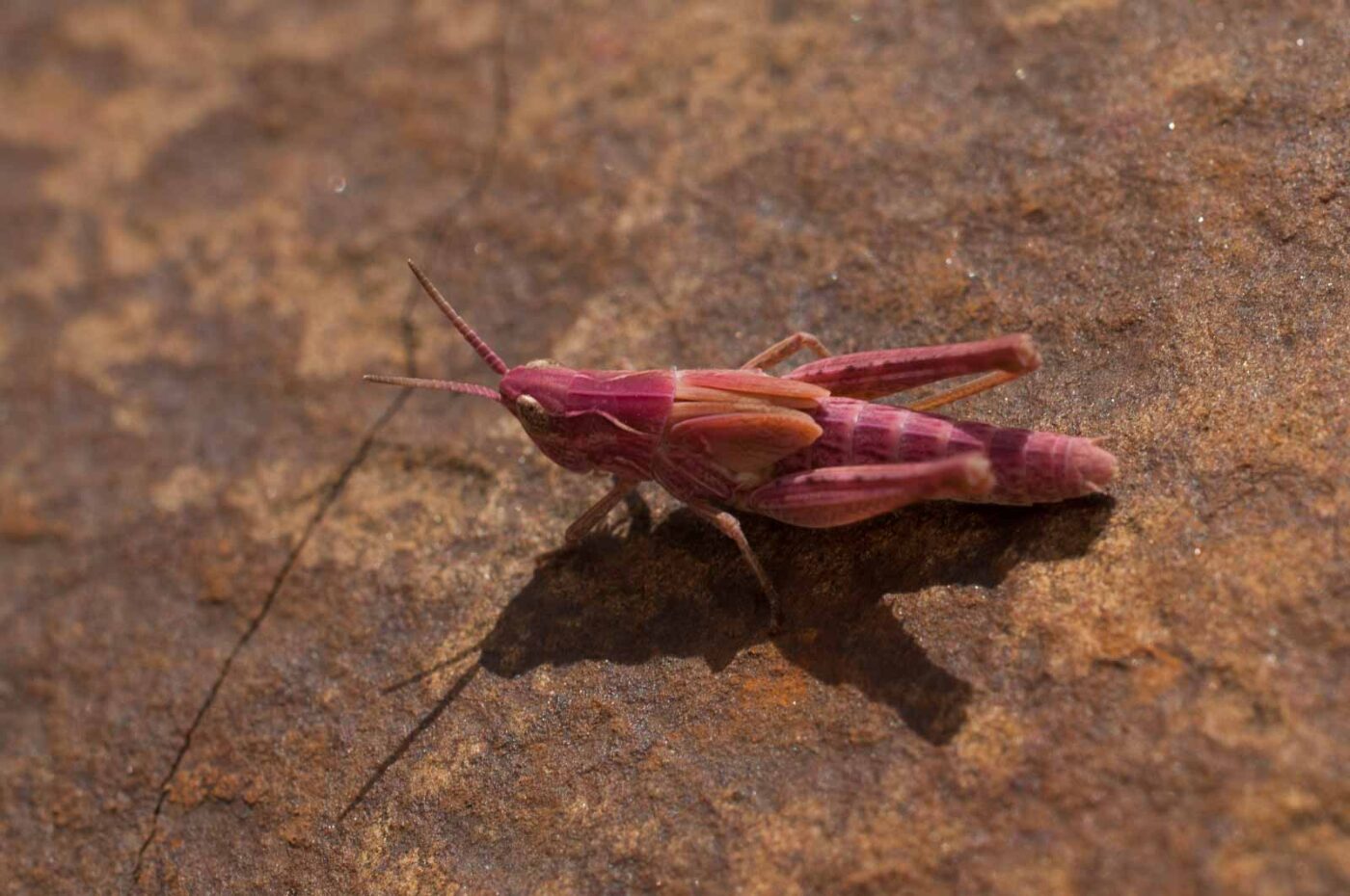 2017-06-05 - NSG Halde Pluto-Wilhelm HER-Wanne