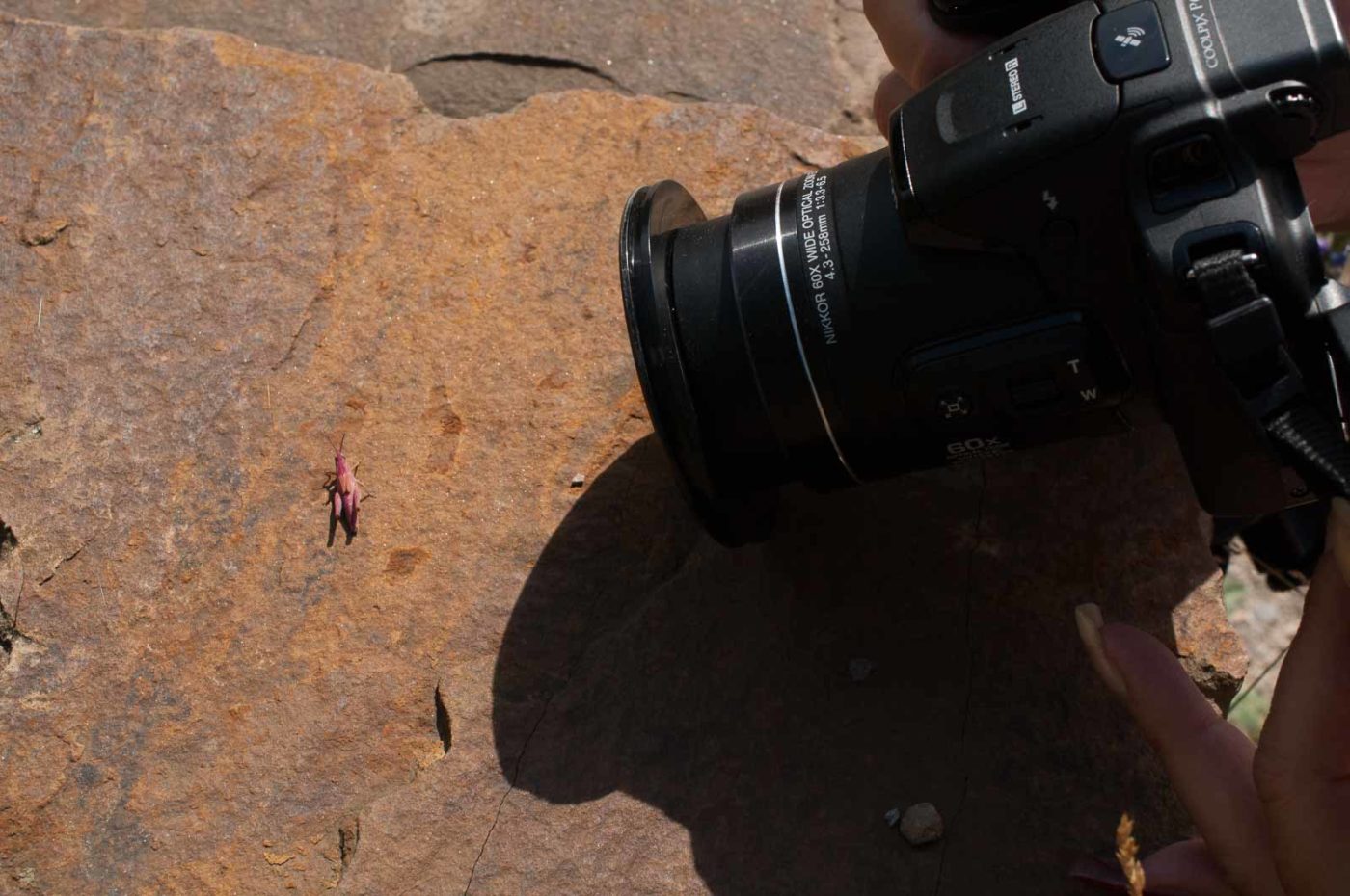 2017-06-05 - NSG Halde Pluto-Wilhelm HER-Wanne