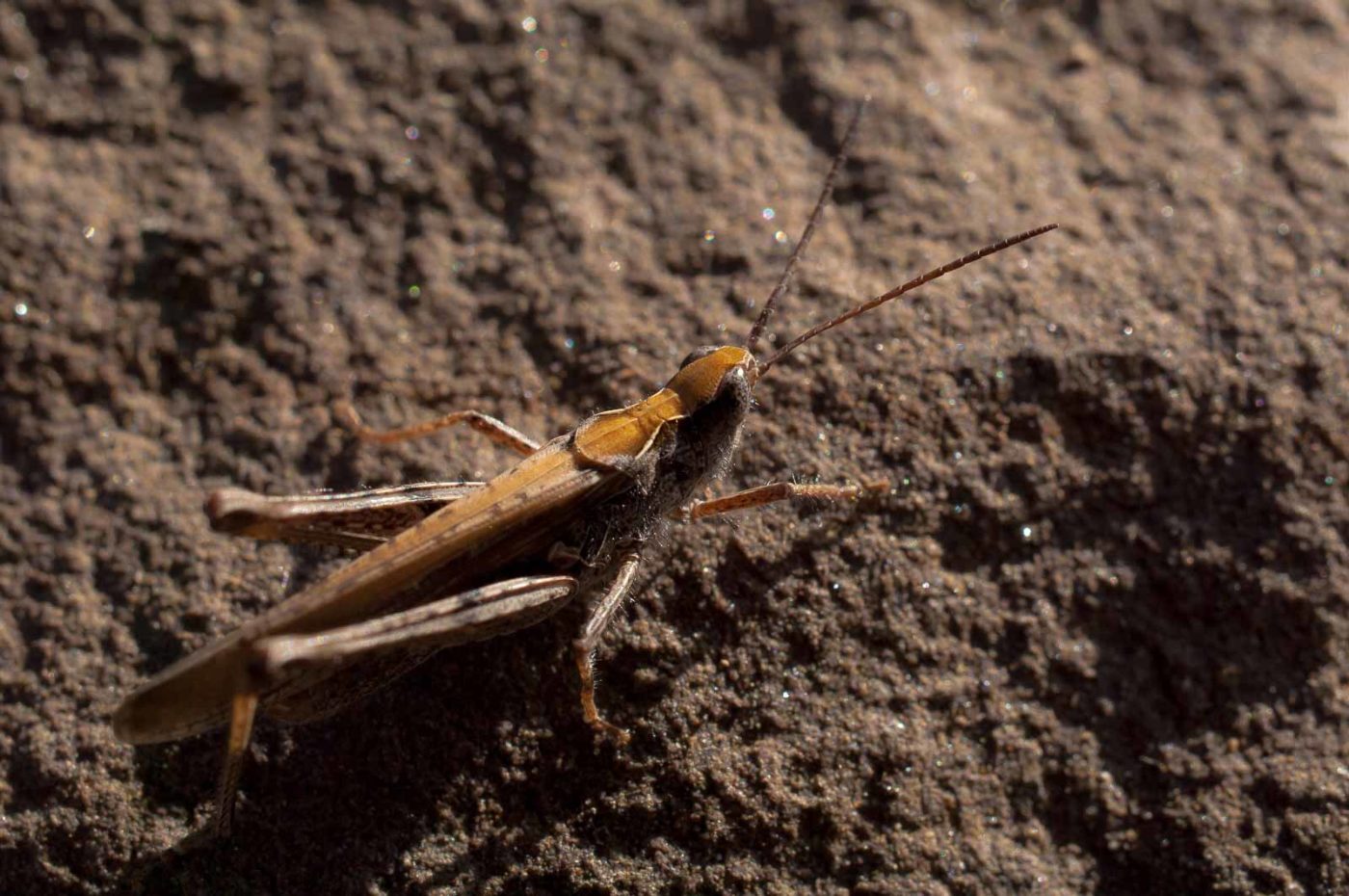 2017-06-05 - NSG Halde Pluto-Wilhelm HER-Wanne