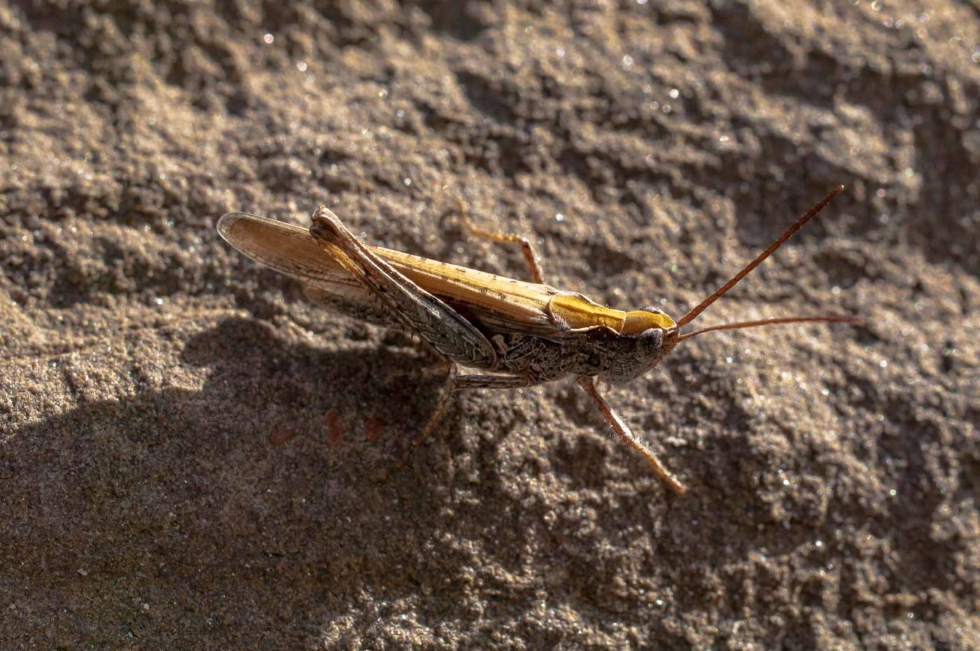 2017-06-05 - NSG Halde Pluto-Wilhelm HER-Wanne