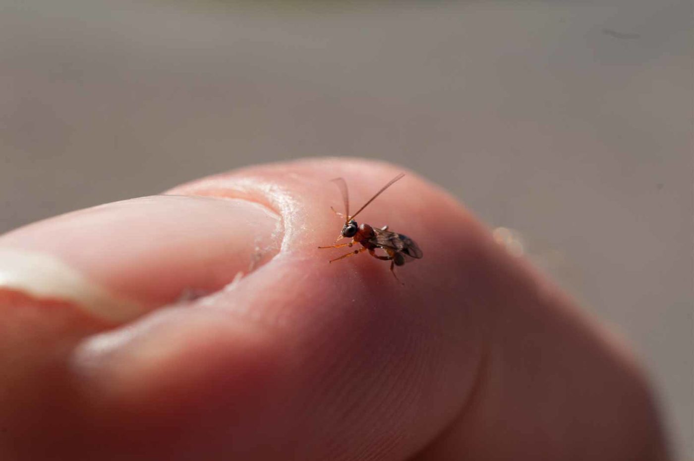2017-06-05 - NSG Halde Pluto-Wilhelm HER-Wanne