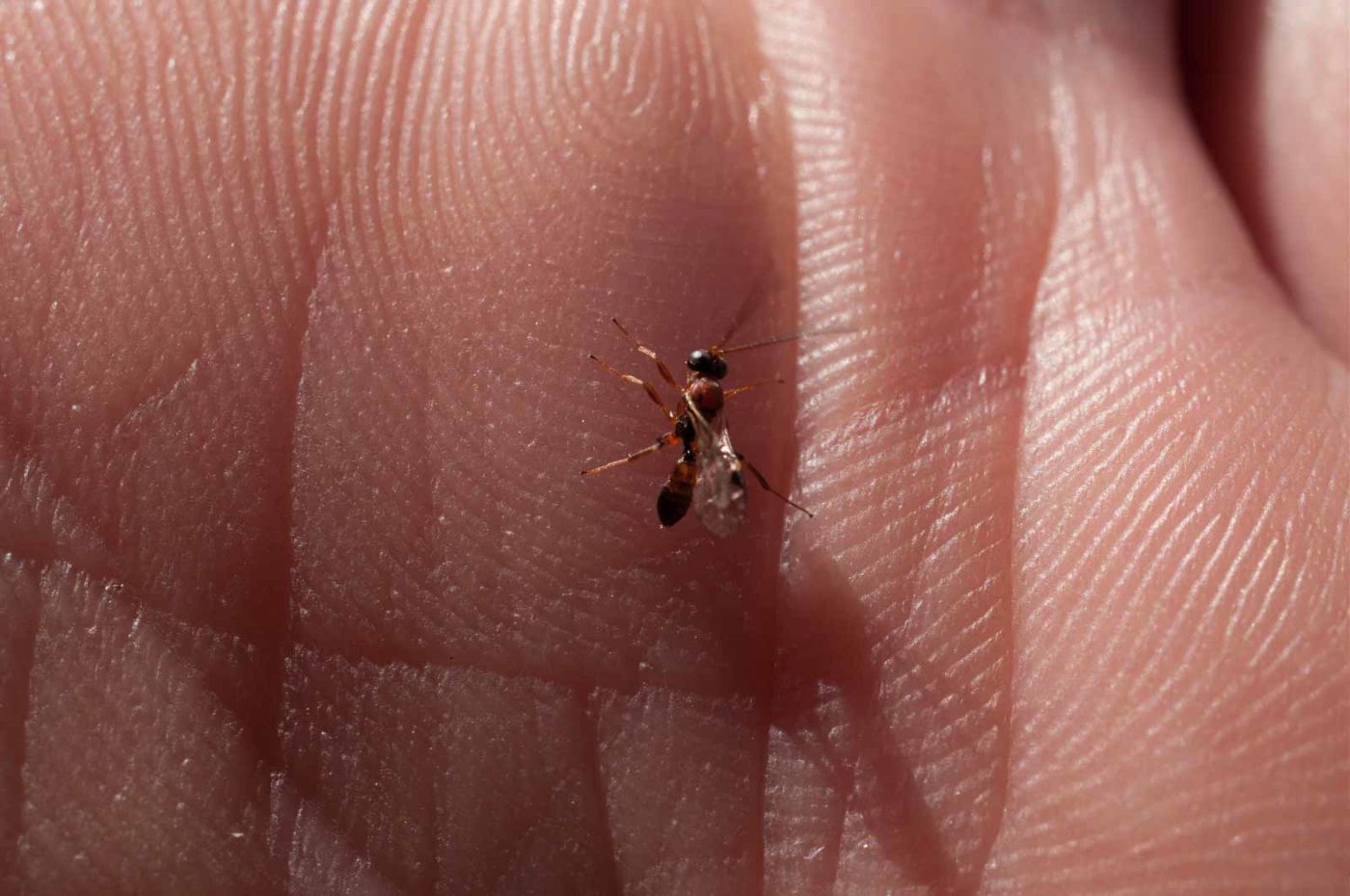 2017-06-05 - NSG Halde Pluto-Wilhelm HER-Wanne