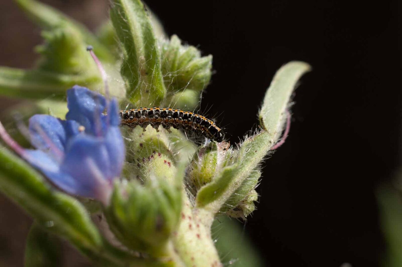 2017-06-05 - NSG Halde Pluto-Wilhelm HER-Wanne