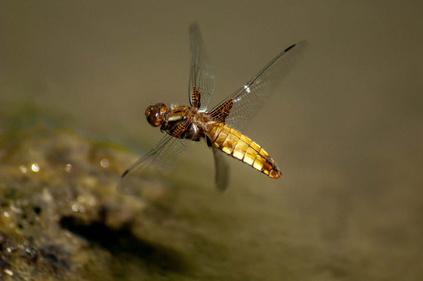 2017-06-05 - NSG Halde Pluto-Wilhelm HER-Wanne