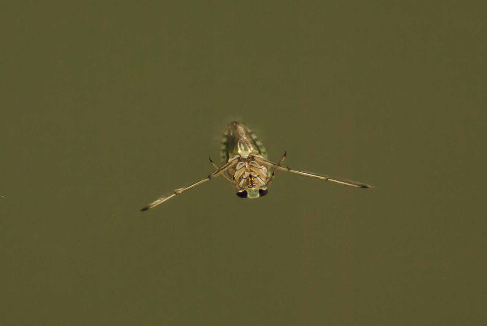 °rückenschwimmer°