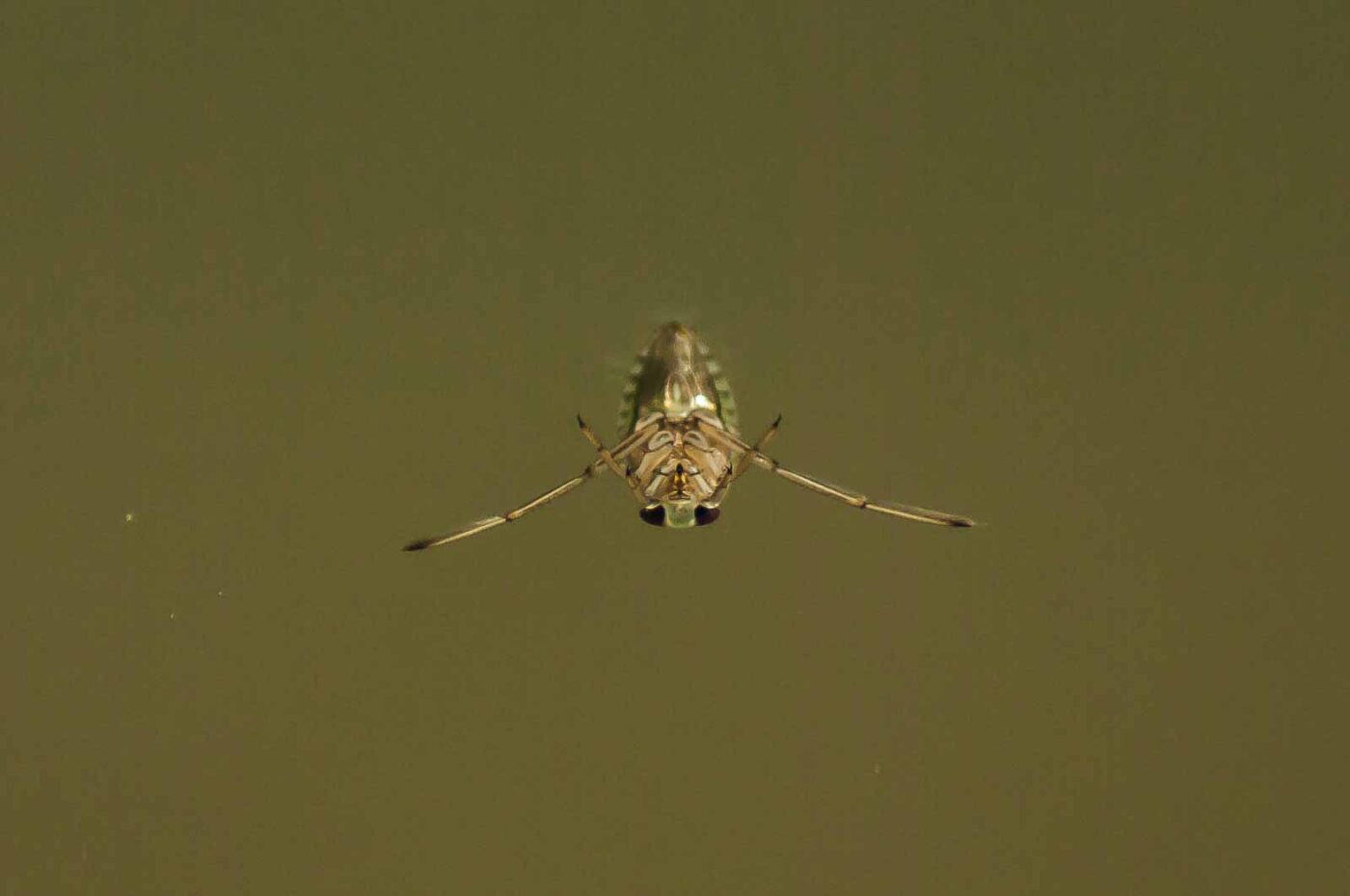 2017-06-05 - NSG Halde Pluto-Wilhelm HER-Wanne