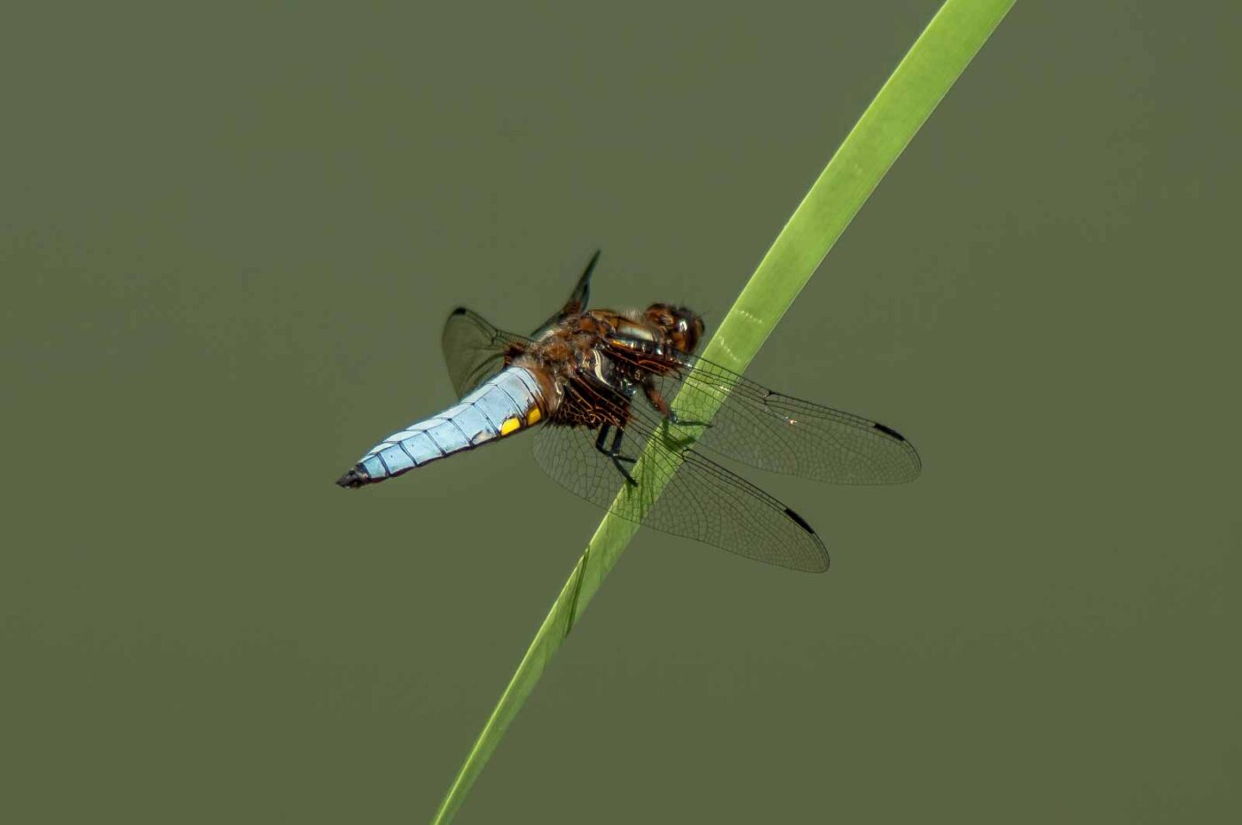 2017-06-05 - NSG Halde Pluto-Wilhelm HER-Wanne