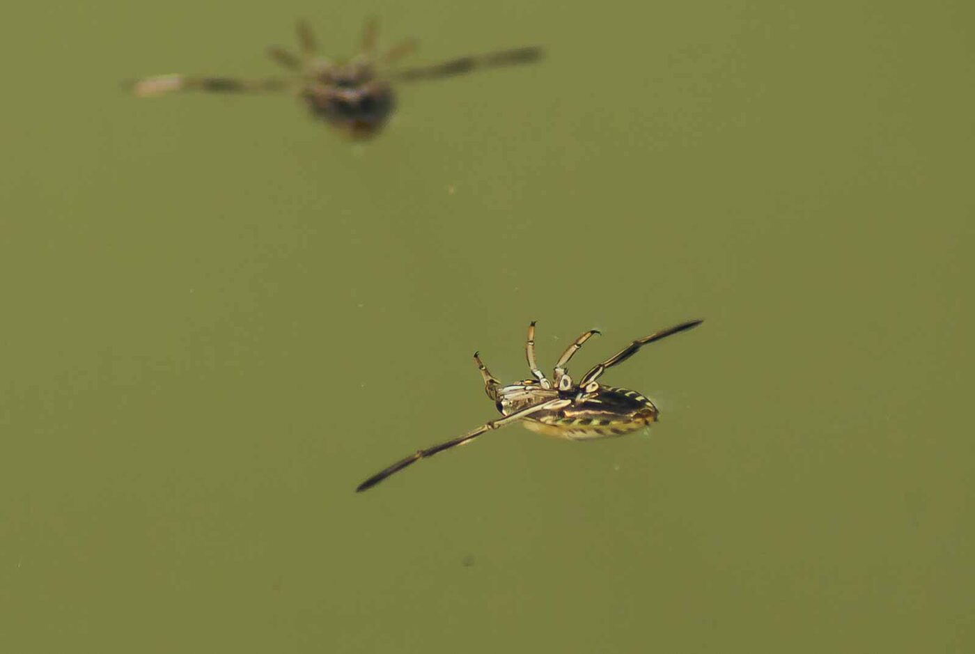 2017-06-05 - NSG Halde Pluto-Wilhelm HER-Wanne