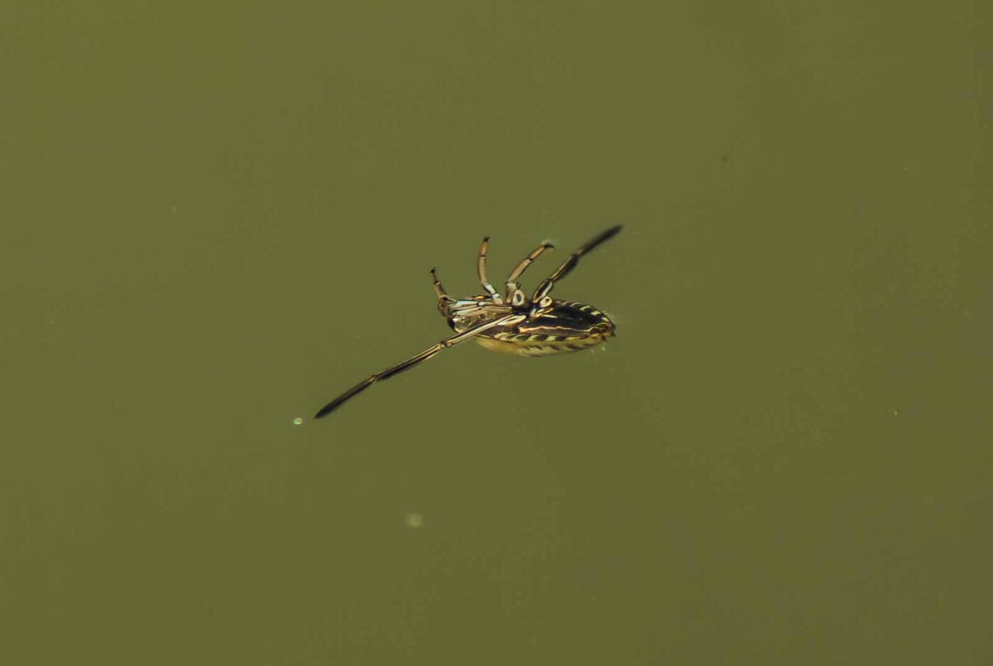 2017-06-05 - NSG Halde Pluto-Wilhelm HER-Wanne