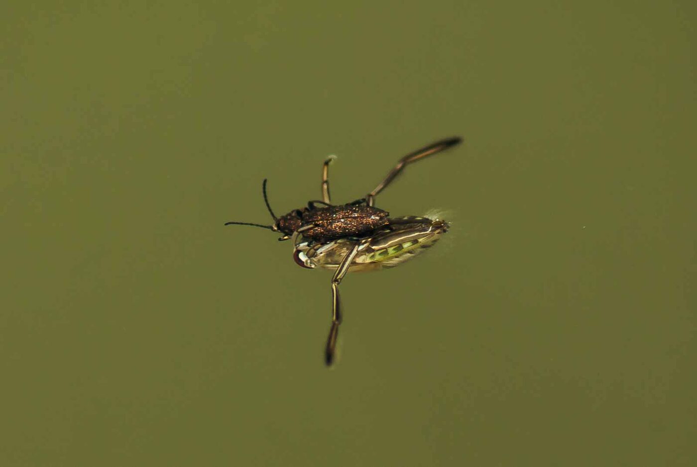 2017-06-05 - NSG Halde Pluto-Wilhelm HER-Wanne