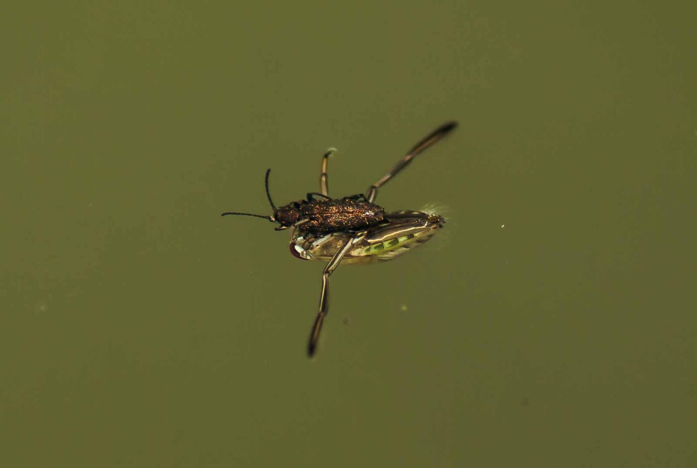 2017-06-05 - NSG Halde Pluto-Wilhelm HER-Wanne