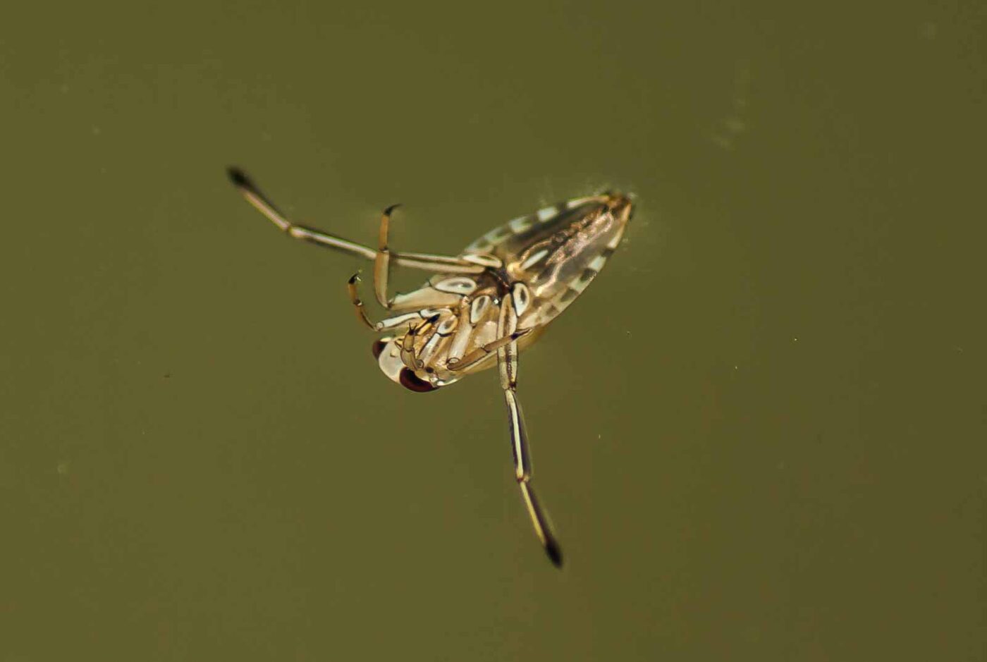 2017-06-05 - NSG Halde Pluto-Wilhelm HER-Wanne