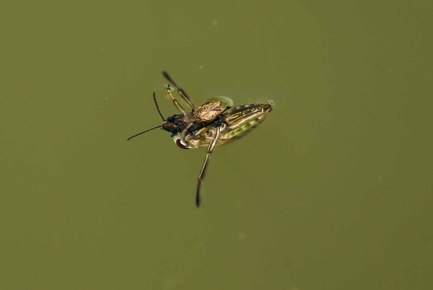 2017-06-05 - NSG Halde Pluto-Wilhelm HER-Wanne