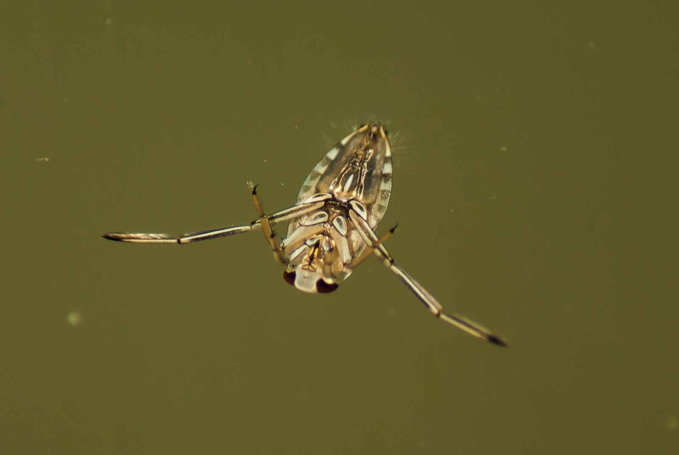 2017-06-05 - NSG Halde Pluto-Wilhelm HER-Wanne