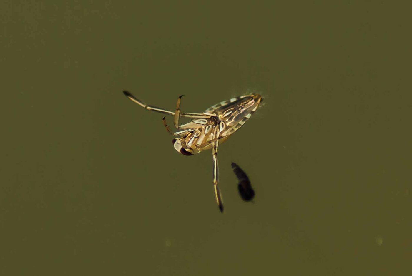 2017-06-05 - NSG Halde Pluto-Wilhelm HER-Wanne