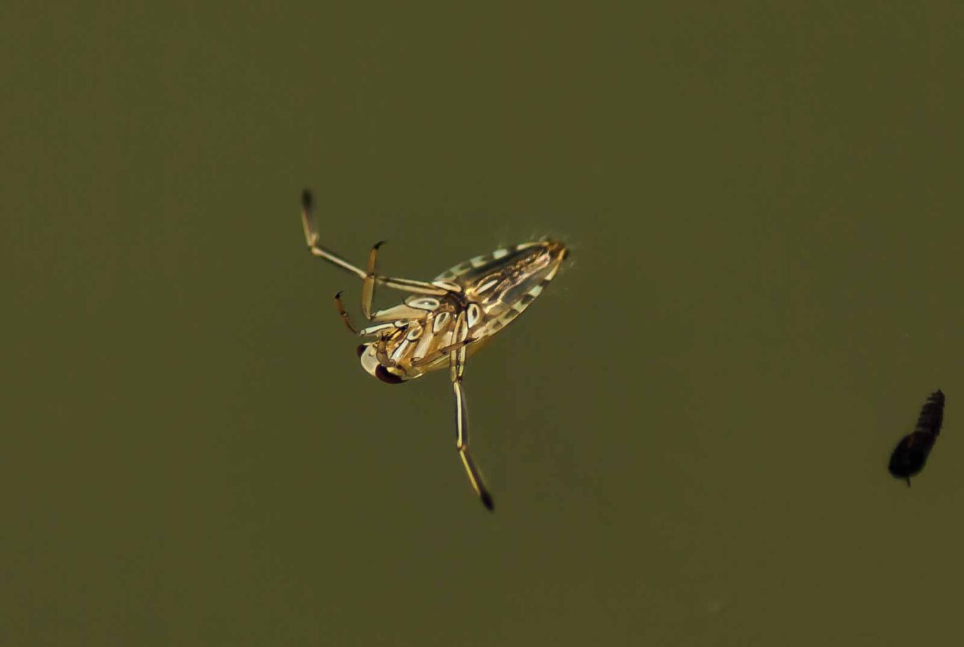 2017-06-05 - NSG Halde Pluto-Wilhelm HER-Wanne