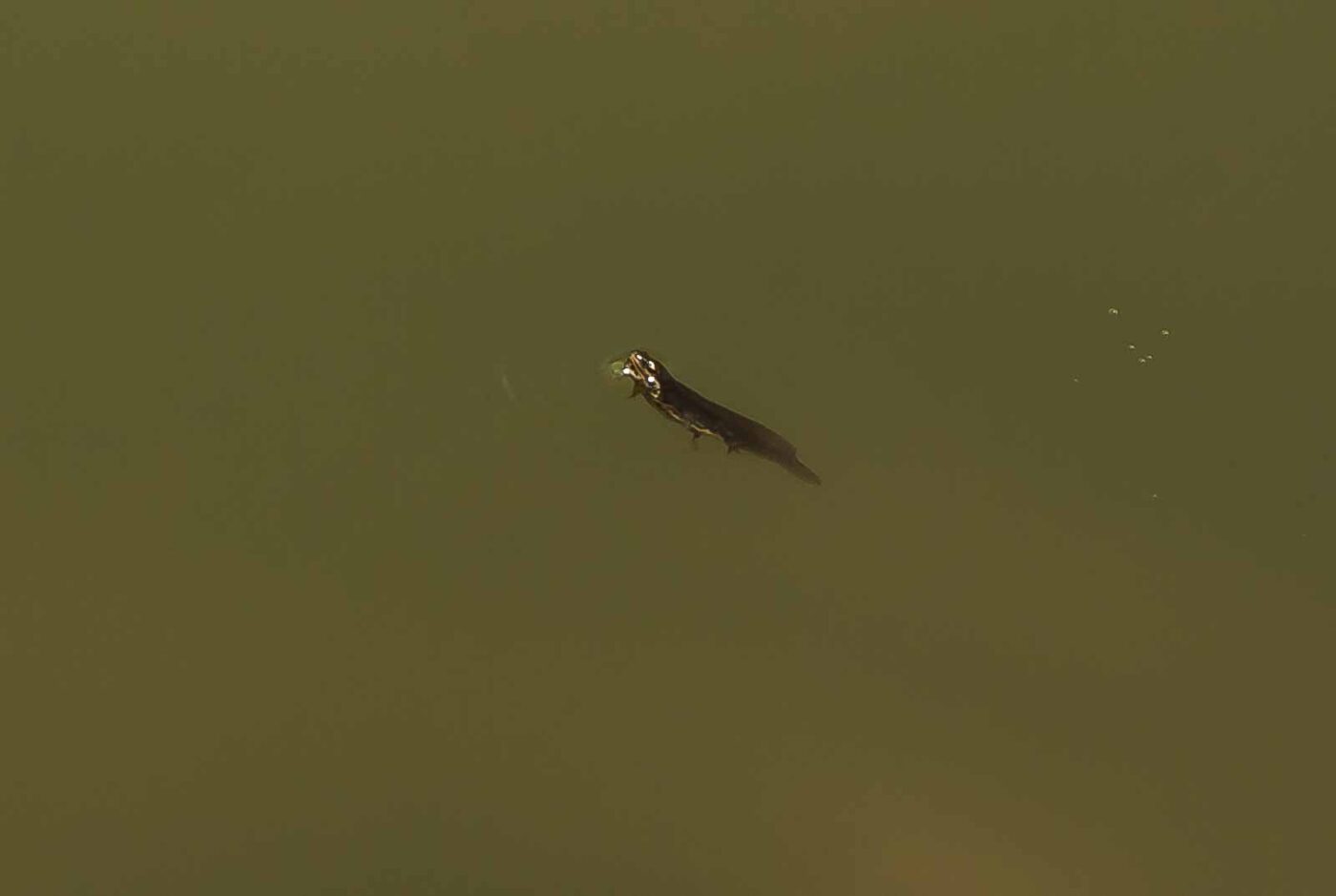 2017-06-05 - NSG Halde Pluto-Wilhelm HER-Wanne