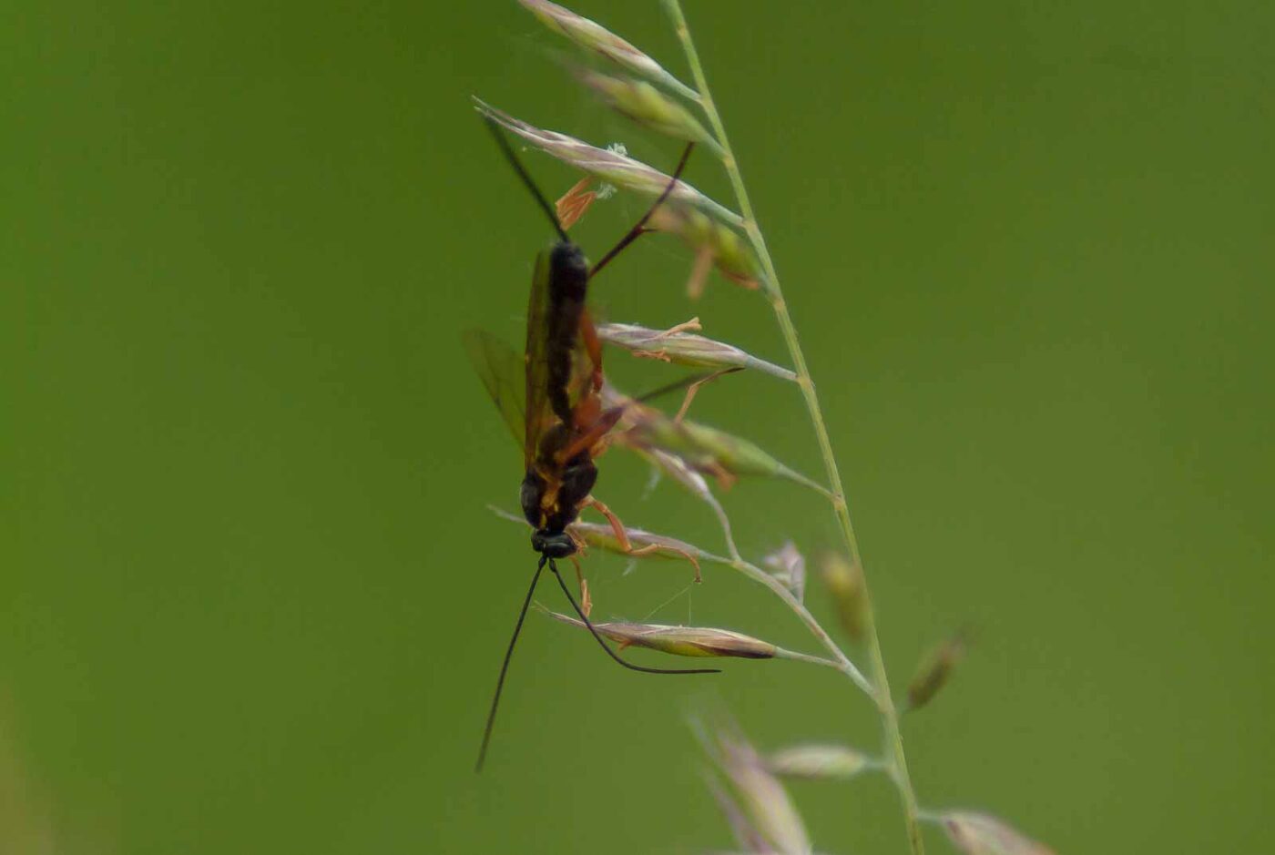 2017-06-05 - NSG Halde Pluto-Wilhelm HER-Wanne