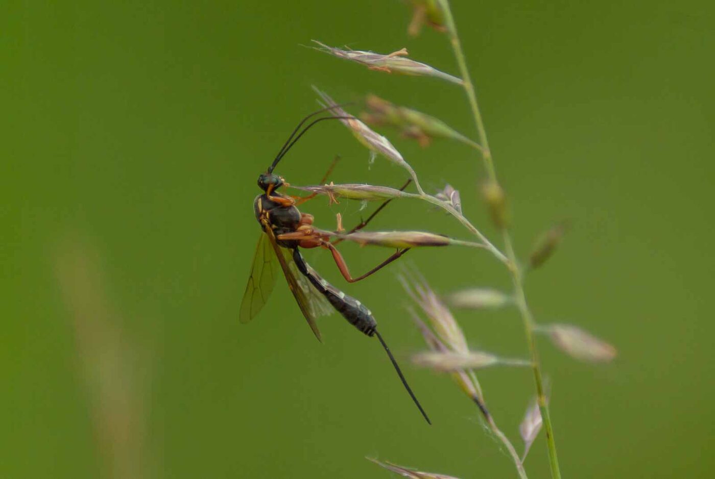2017-06-05 - NSG Halde Pluto-Wilhelm HER-Wanne