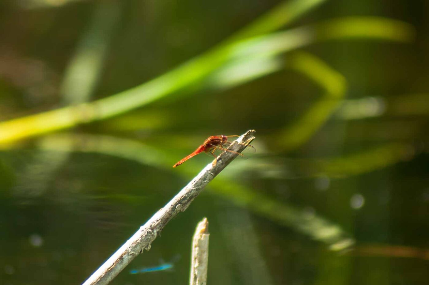 2017-06-05 - NSG Halde Pluto-Wilhelm HER-Wanne