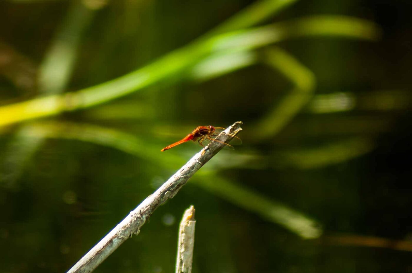 2017-06-05 - NSG Halde Pluto-Wilhelm HER-Wanne