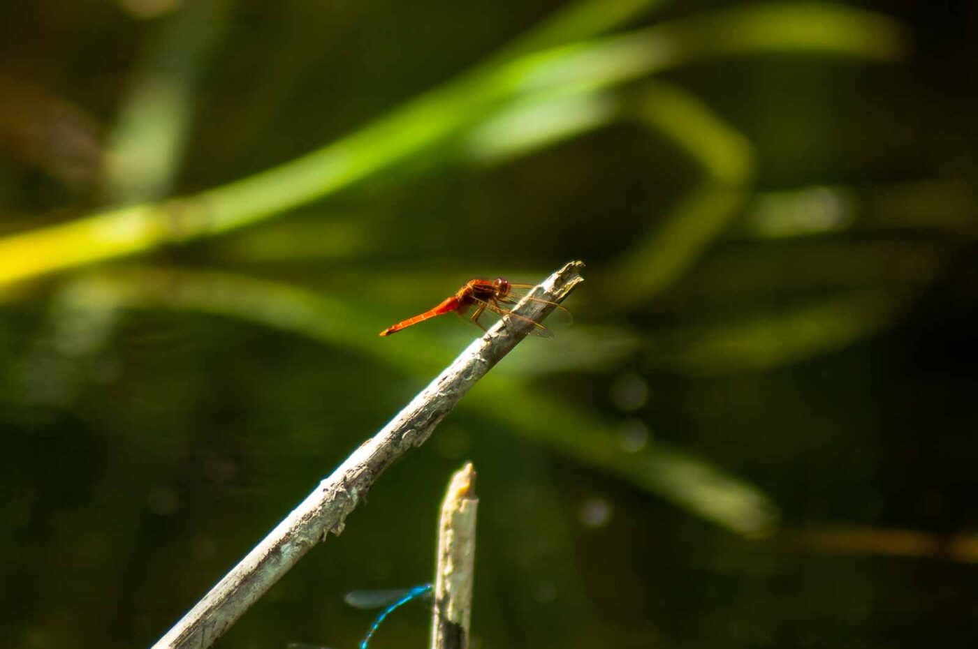 2017-06-05 - NSG Halde Pluto-Wilhelm HER-Wanne