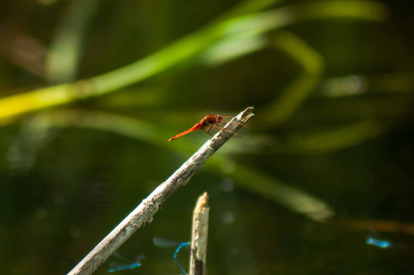 2017-06-05 - NSG Halde Pluto-Wilhelm HER-Wanne