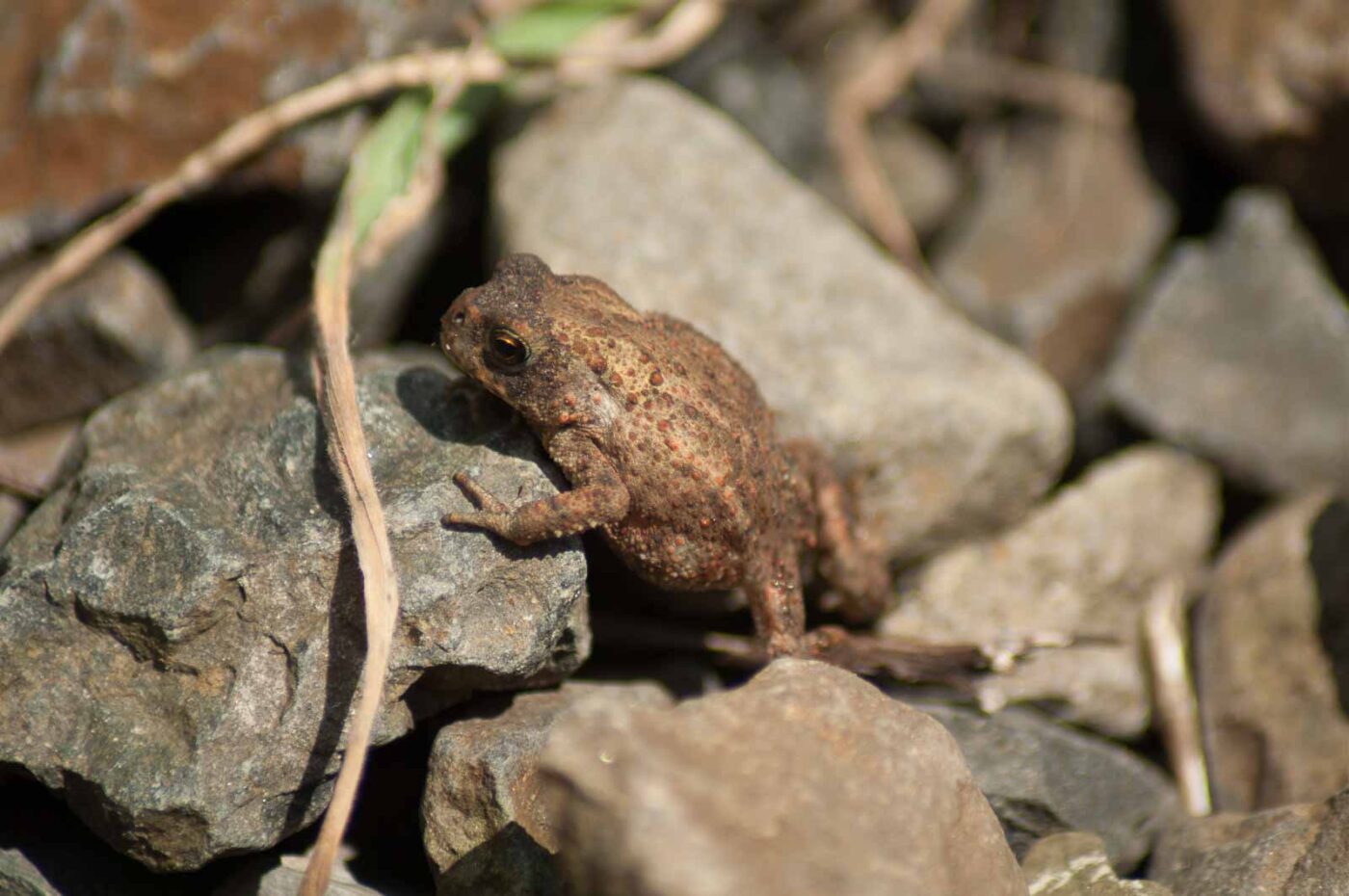 2017-06-05 - NSG Halde Pluto-Wilhelm HER-Wanne