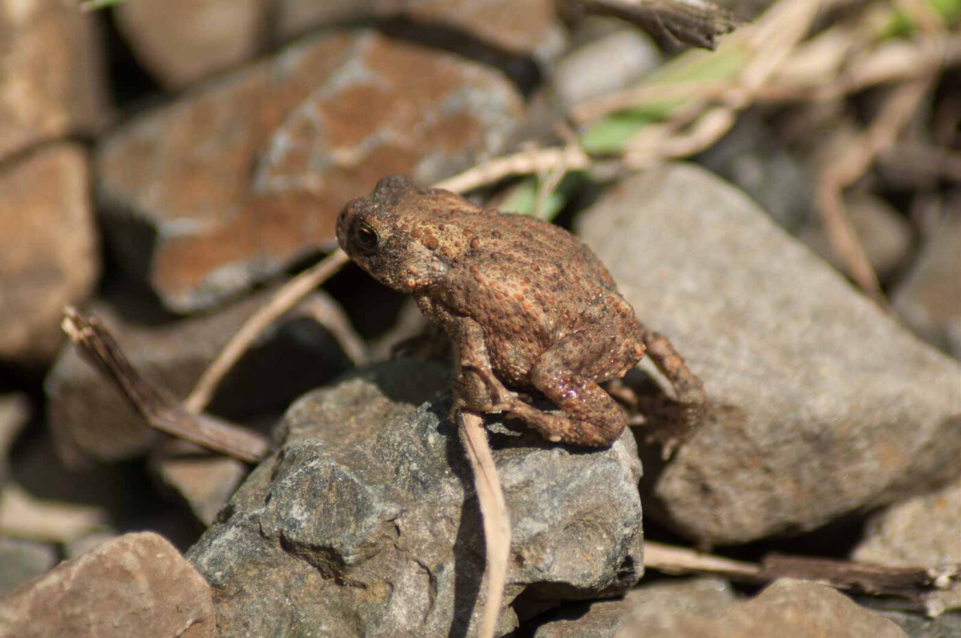 2017-06-05 - NSG Halde Pluto-Wilhelm HER-Wanne