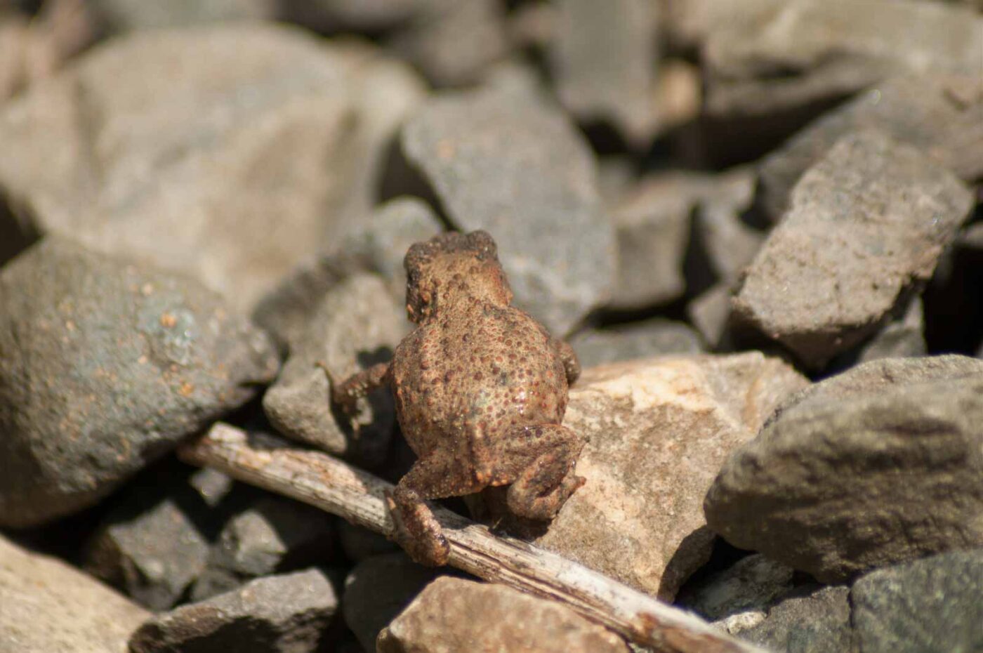 2017-06-05 - NSG Halde Pluto-Wilhelm HER-Wanne