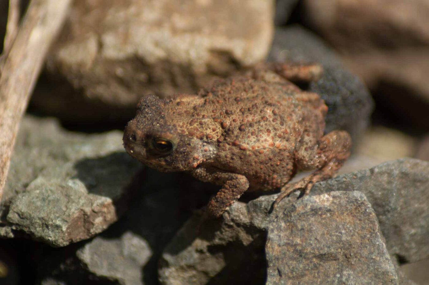 2017-06-05 - NSG Halde Pluto-Wilhelm HER-Wanne